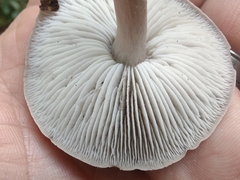 Cantharellula umbonata