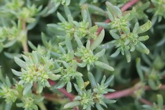 Neobassia proceriflora