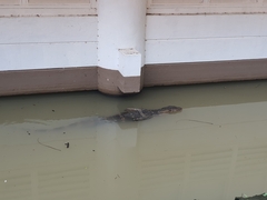 Varanus salvator macromaculatus