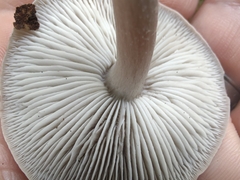 Cantharellula umbonata