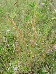 Andropogon virginicus