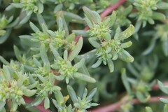Neobassia proceriflora