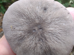 Cantharellula umbonata