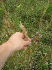 Andropogon virginicus