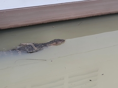 Varanus salvator macromaculatus