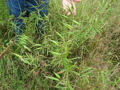 Asclepias incarnata incarnata