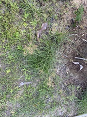 Fimbristylis