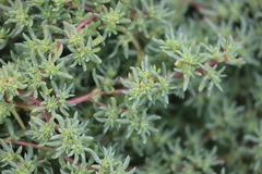 Neobassia proceriflora