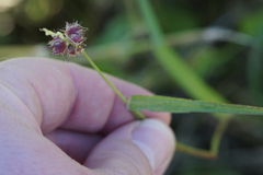Cenchrus echinatus