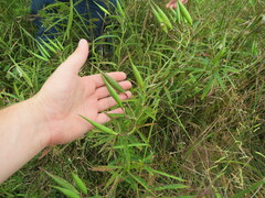 Asclepias incarnata incarnata