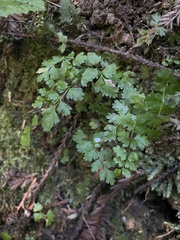 Cryptogramma acrostichoides