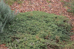 Neobassia proceriflora