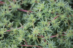Neobassia proceriflora