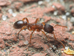 Myrmica punctiventris