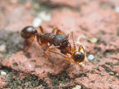 Myrmica punctiventris
