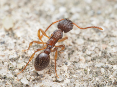 Myrmica punctiventris