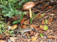 Entoloma vernum