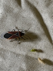 Neacoryphus bicrucis