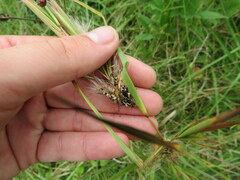 Claviceps pusilla