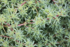 Neobassia proceriflora