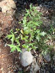 Berberis trifoliolata