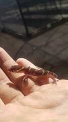 Coleonyx mitratus