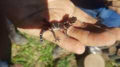 Coleonyx mitratus