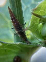 Insecta