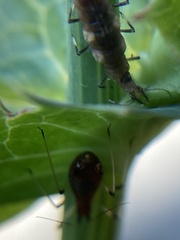 Insecta