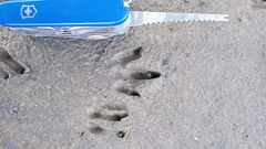 Dasypus novemcinctus