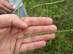 Paspalum floridanum