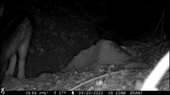 Urocyon cinereoargenteus