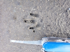 Dasypus novemcinctus