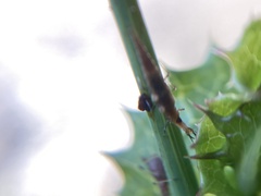 Insecta