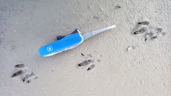 Dasypus novemcinctus