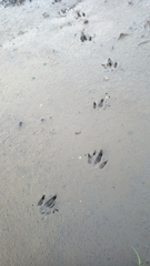 Dasypus novemcinctus