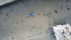 Dasypus novemcinctus