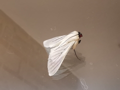 Polygrammodes quatrilis