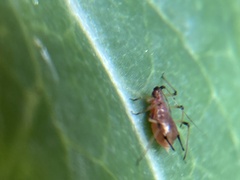 Macrosiphum