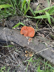 Trametes coccinea