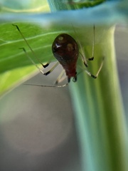 Macrosiphum