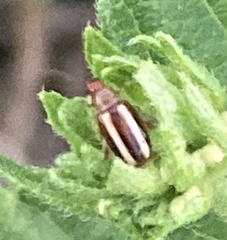 Acalymma trivittatum