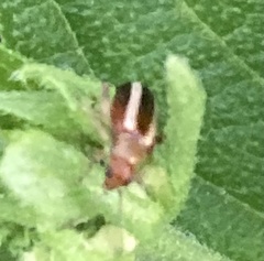 Acalymma trivittatum