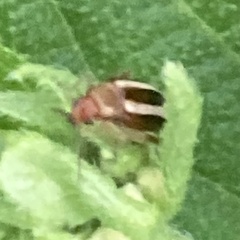 Acalymma trivittatum