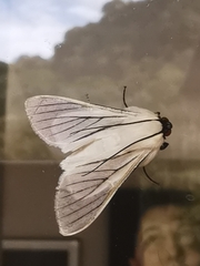 Polygrammodes quatrilis