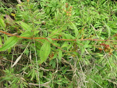 Rhexia mariana interior