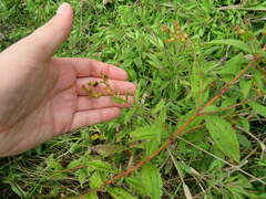 Rhexia mariana interior