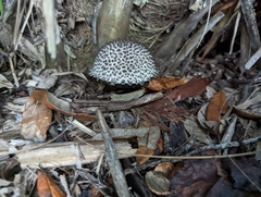 Strobilomyces strobilaceus image