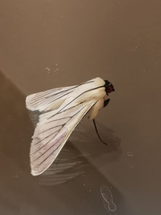 Polygrammodes quatrilis