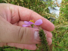 Rhexia mariana interior